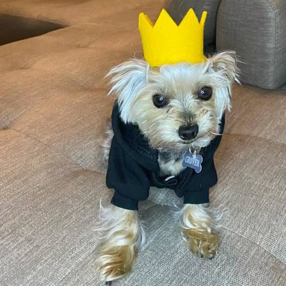 Meet your Posher, Dan - Picture 1 of 1